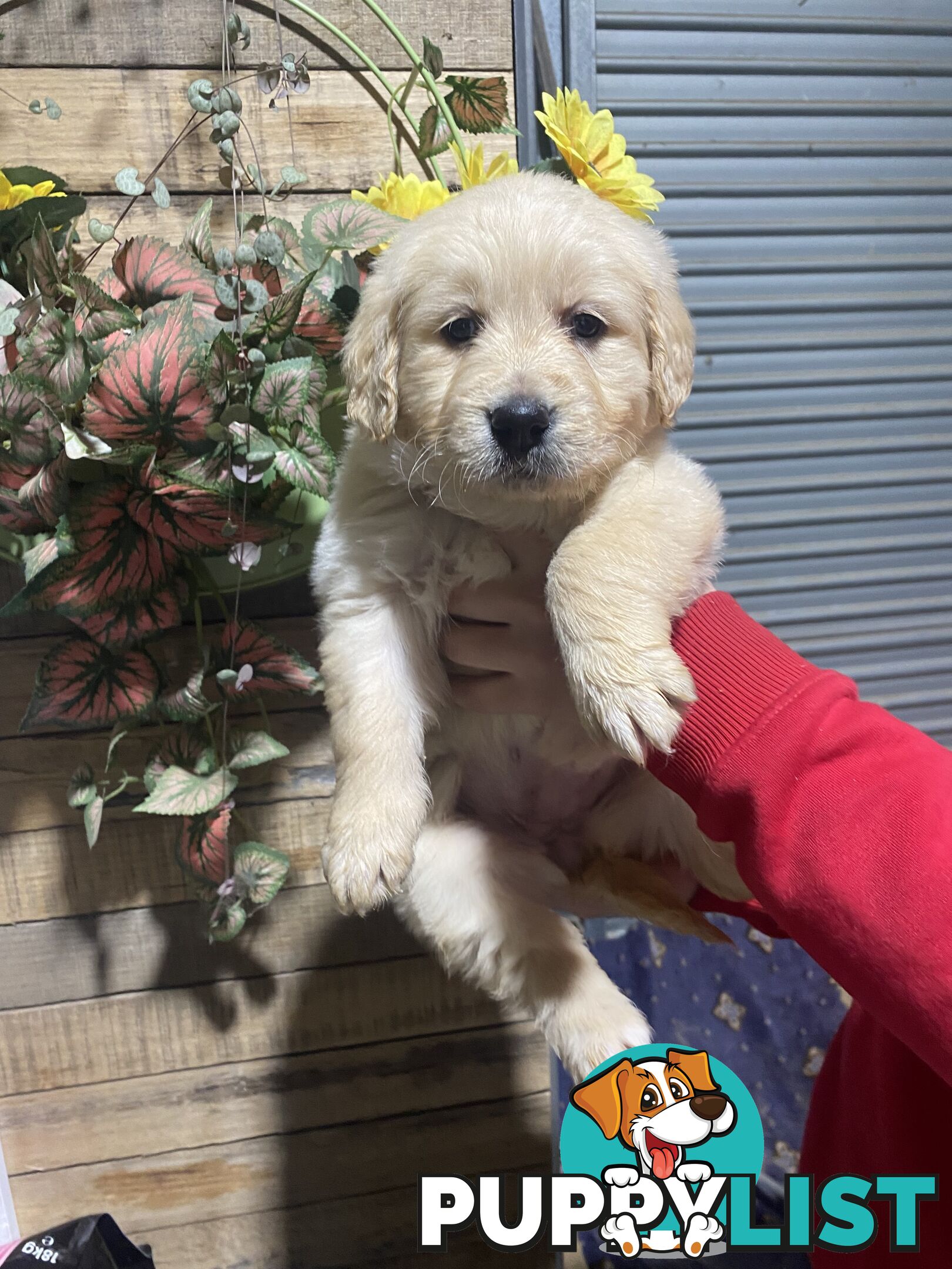 Gorgeous Golden Retriever Puppies