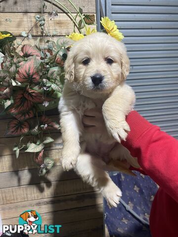 Gorgeous Golden Retriever Puppies