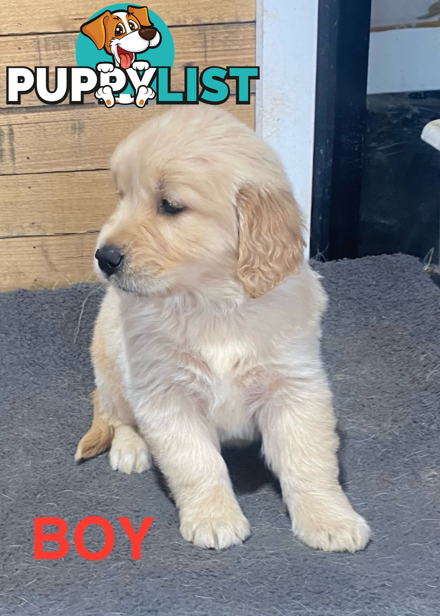 Gorgeous Golden Retriever Puppies