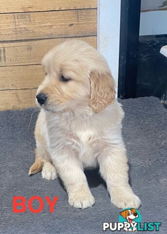 Gorgeous Golden Retriever Puppies