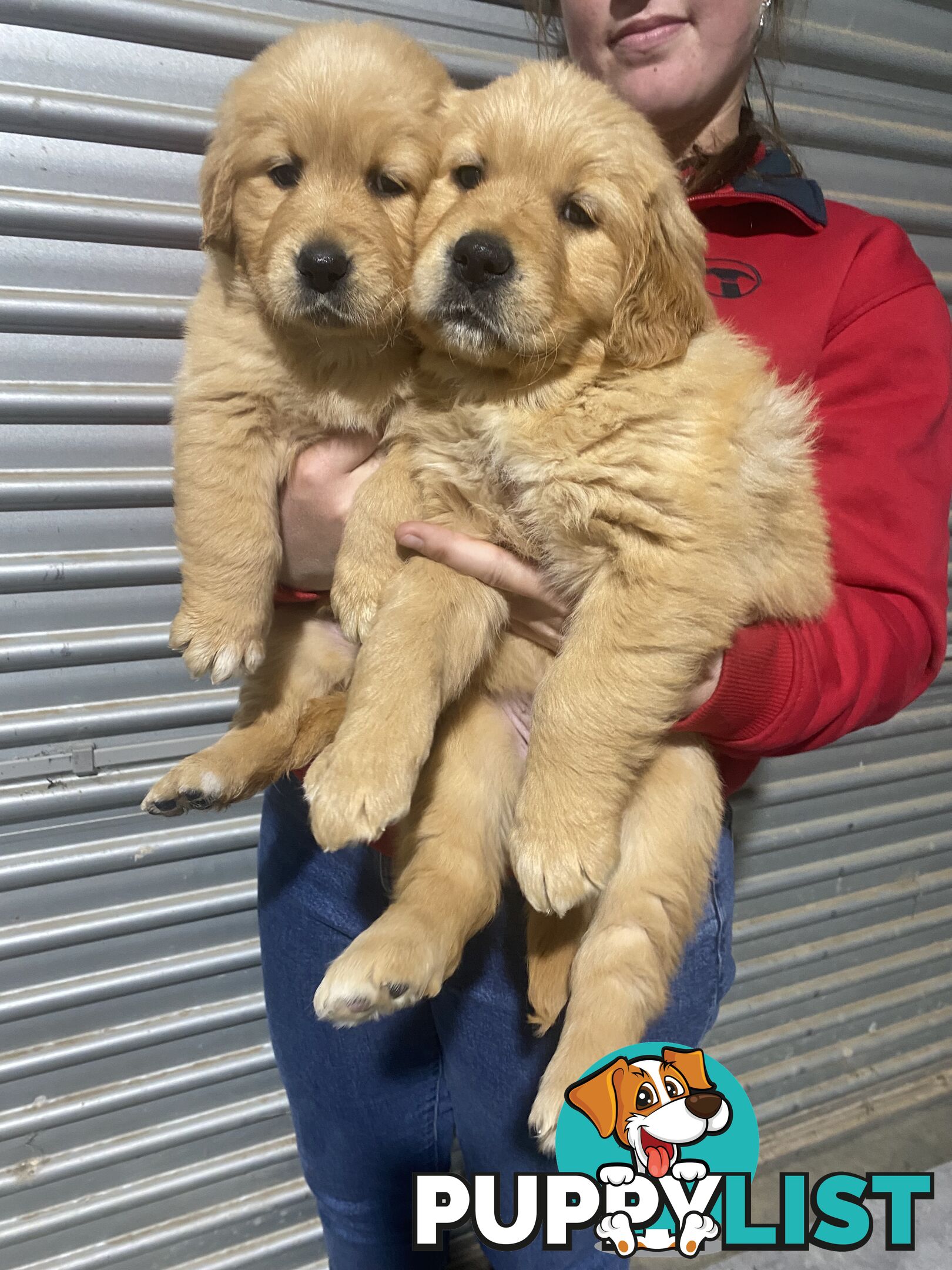 Gorgeous Golden Retriever Puppies