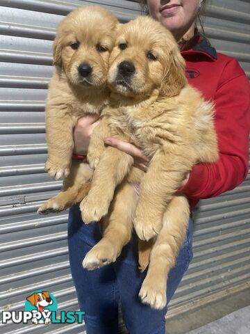 Gorgeous Golden Retriever Puppies