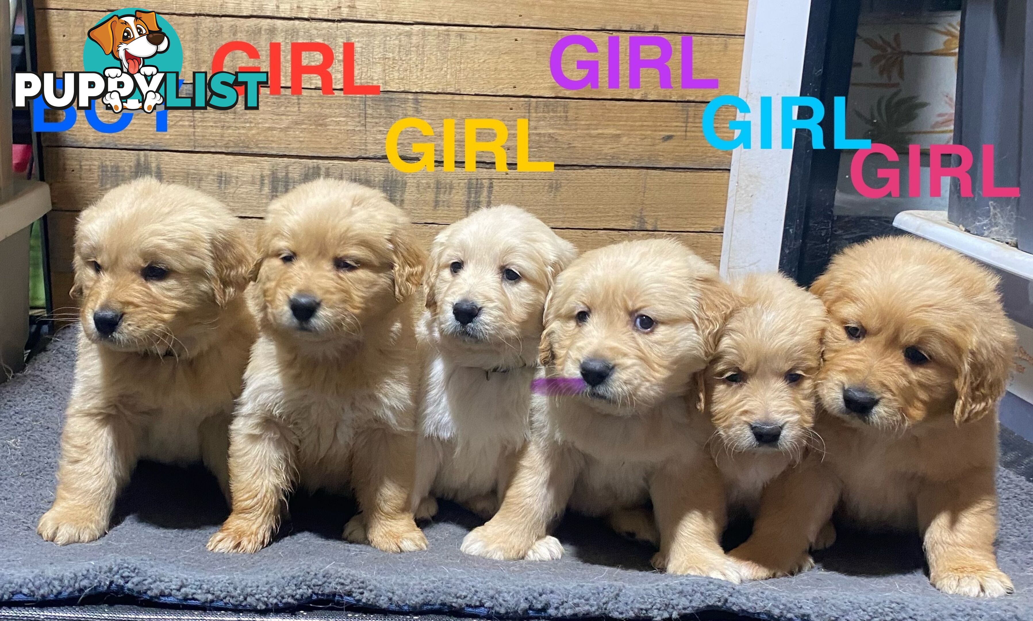 Gorgeous Golden Retriever Puppies