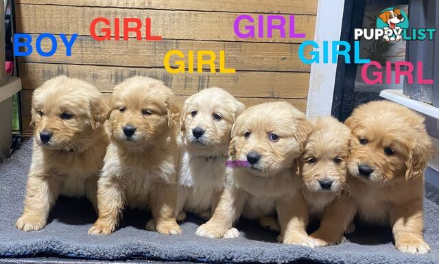 Gorgeous Golden Retriever Puppies