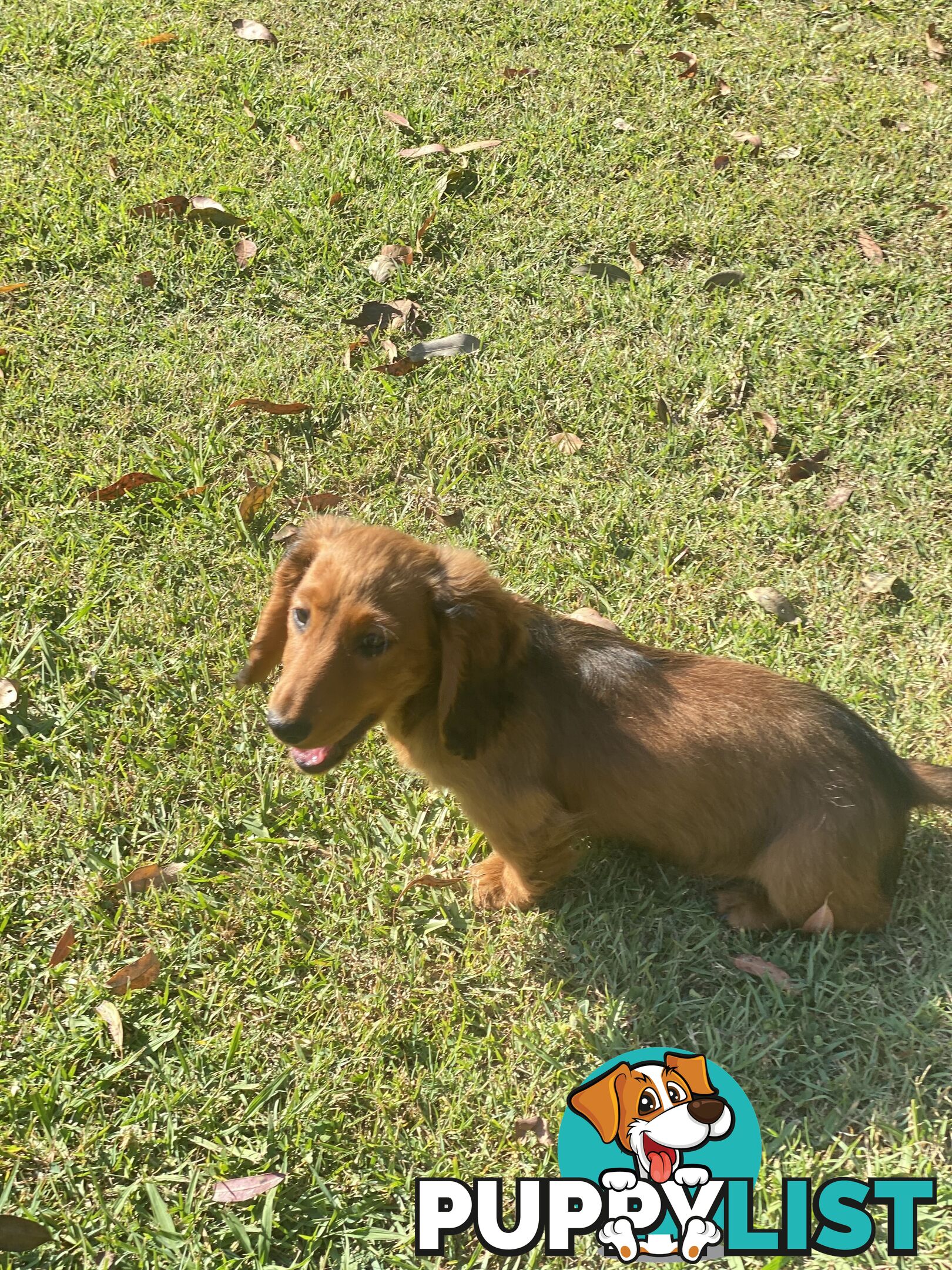 Dachshund