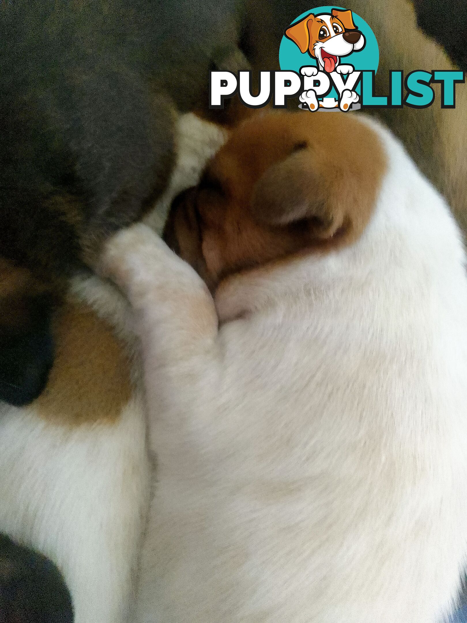 French bulldog X puppies
