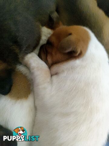 French bulldog X puppies