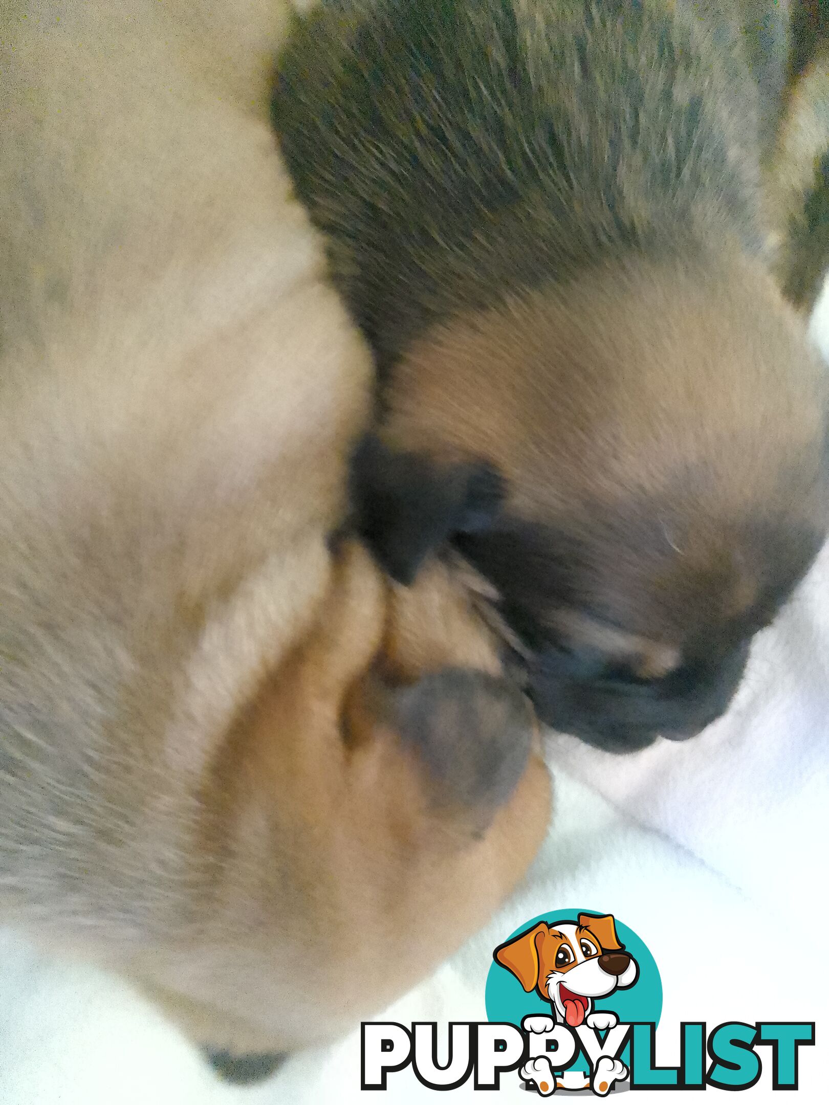 French bulldog X puppies