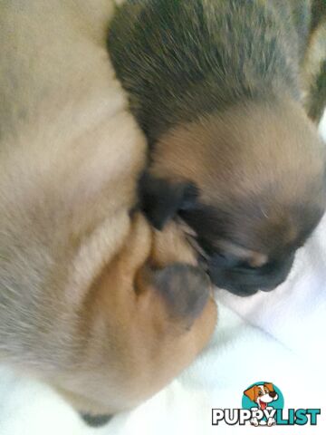 French bulldog X puppies