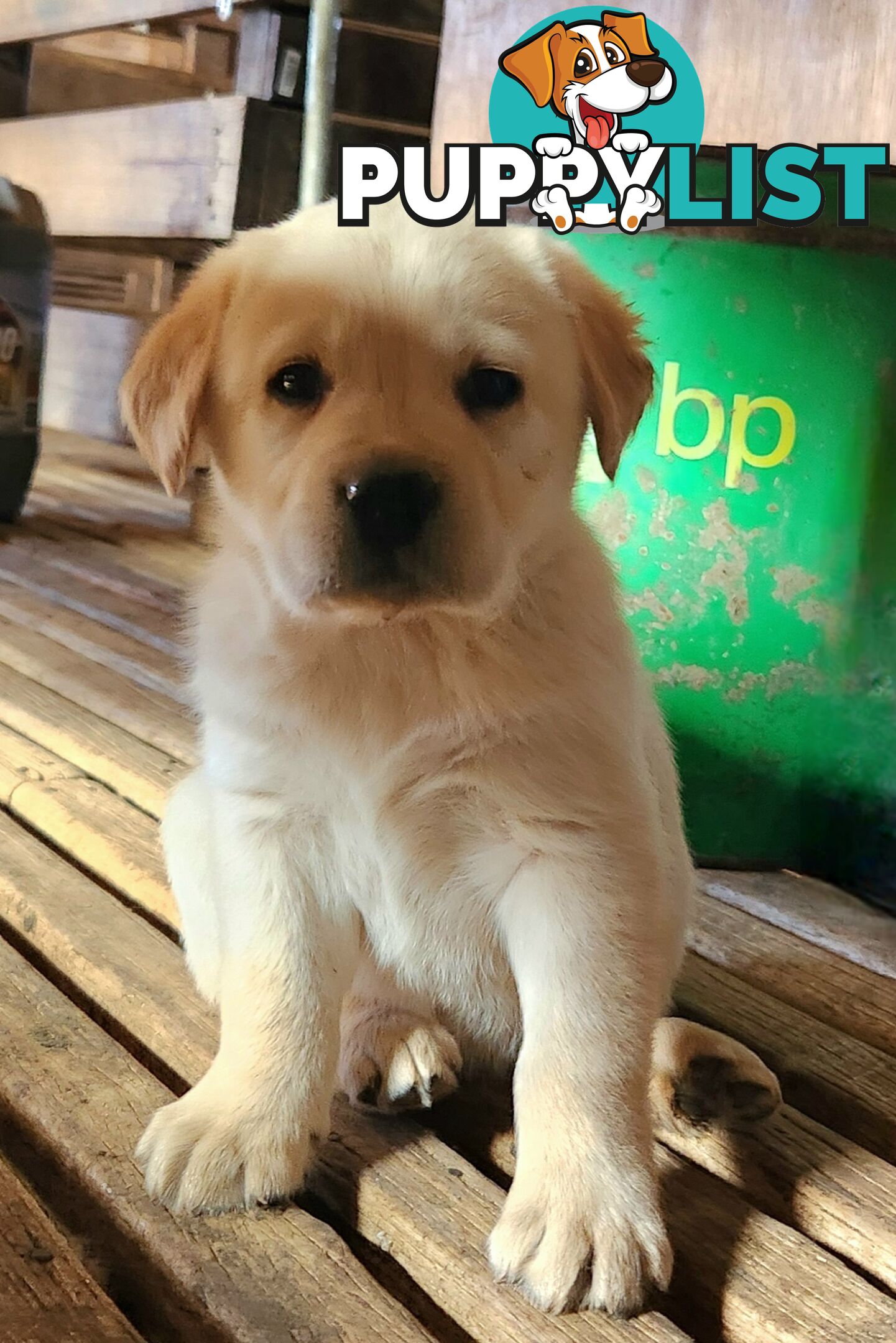 Purebred Labrador Retriever Pups