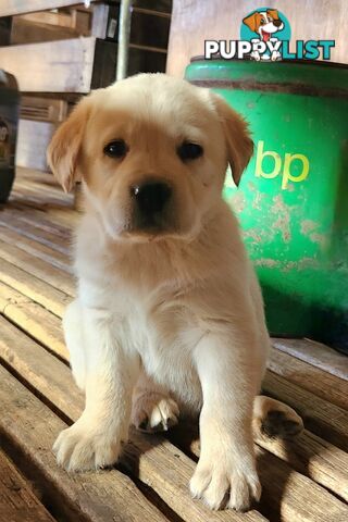 Purebred Labrador Retriever Pups