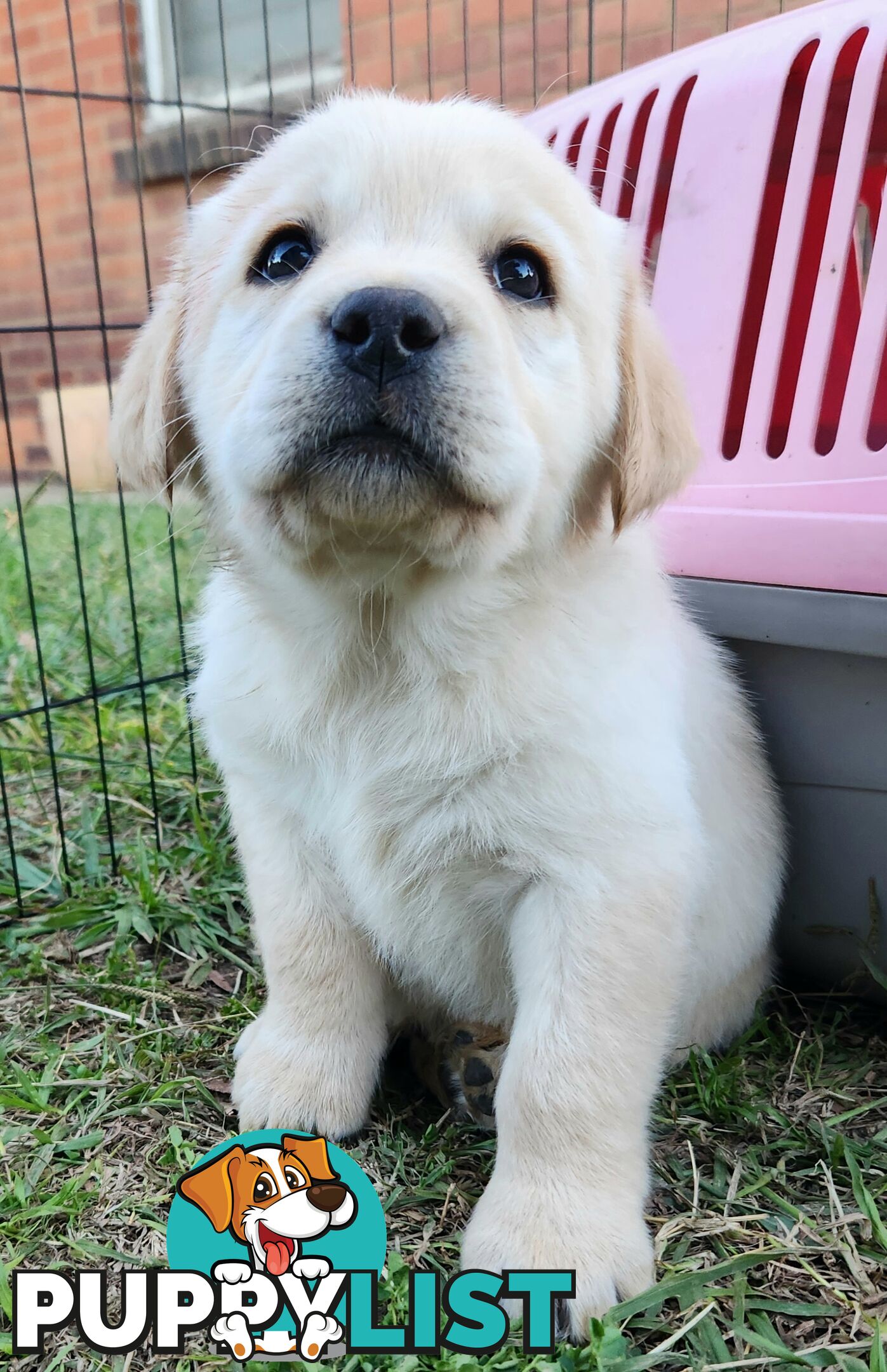 Purebred Labrador Retriever Pups