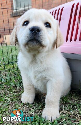 Purebred Labrador Retriever Pups