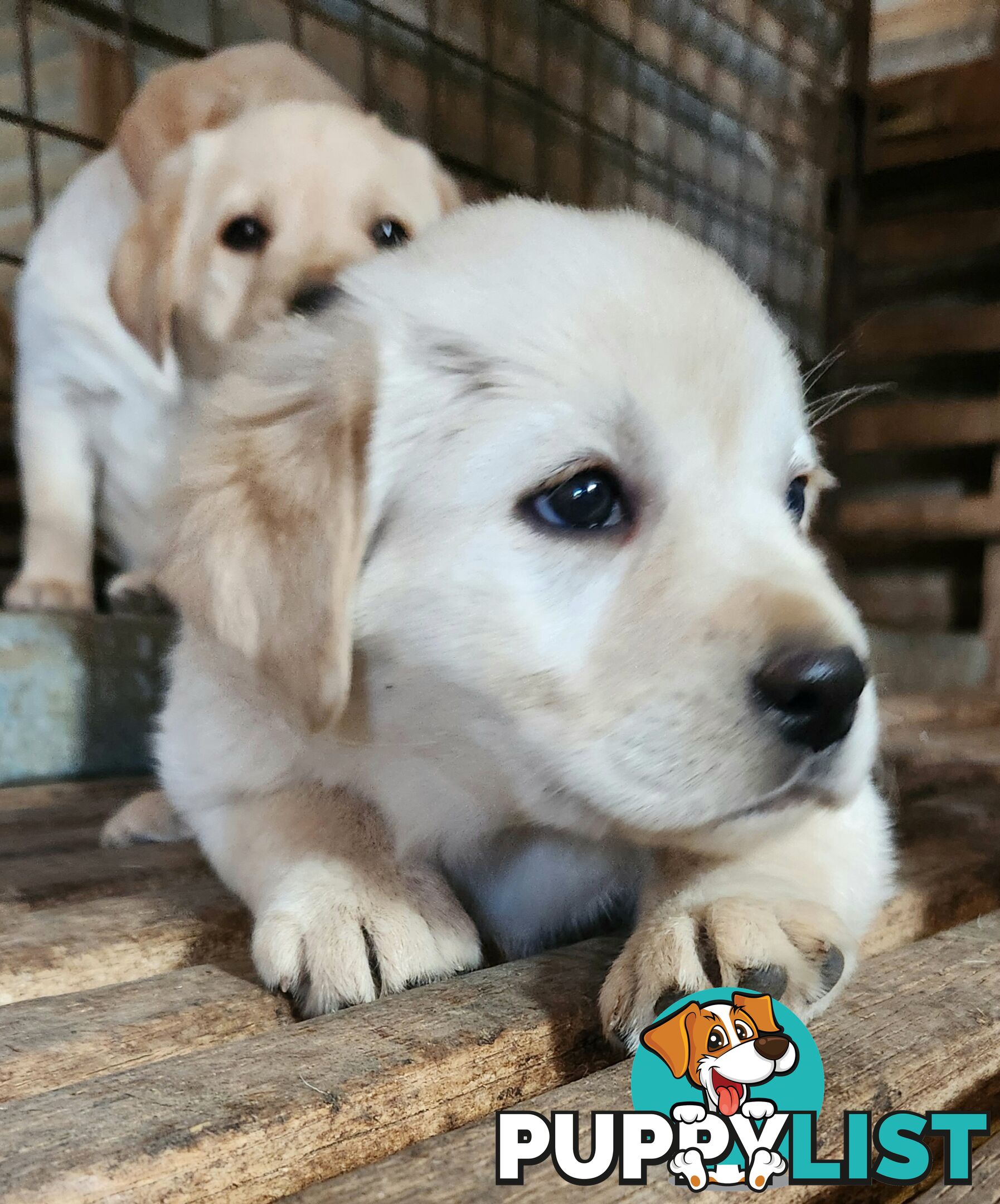 Purebred Labrador Retriever Pups