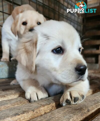 Purebred Labrador Retriever Pups