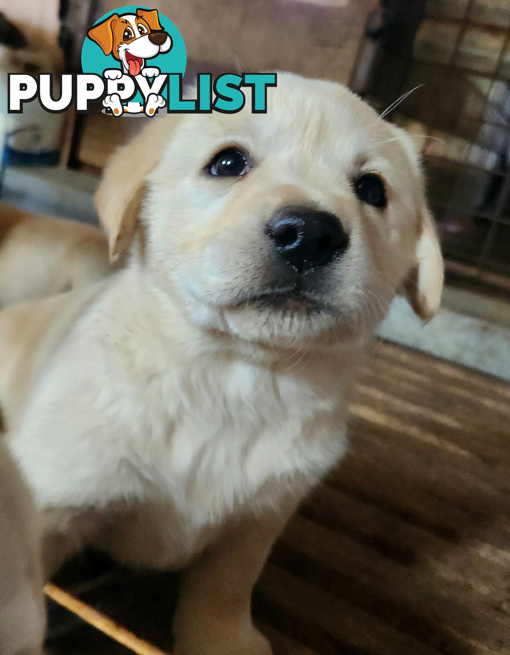 Purebred Labrador Retriever Pups