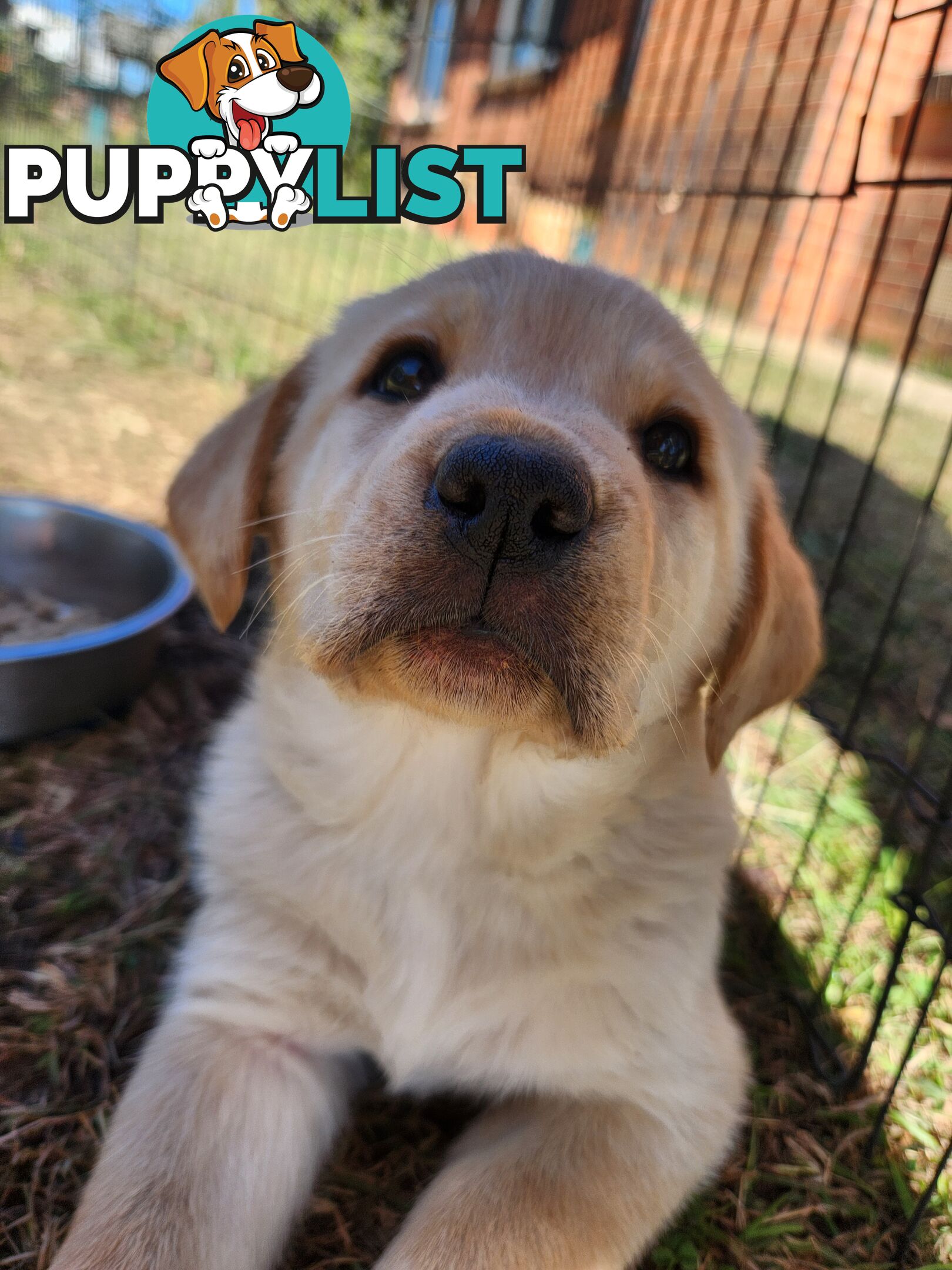 Purebred Labrador Retriever Pups