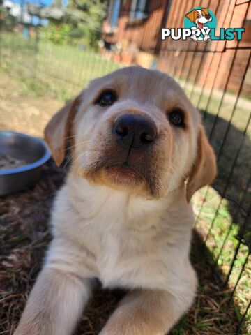 Purebred Labrador Retriever Pups