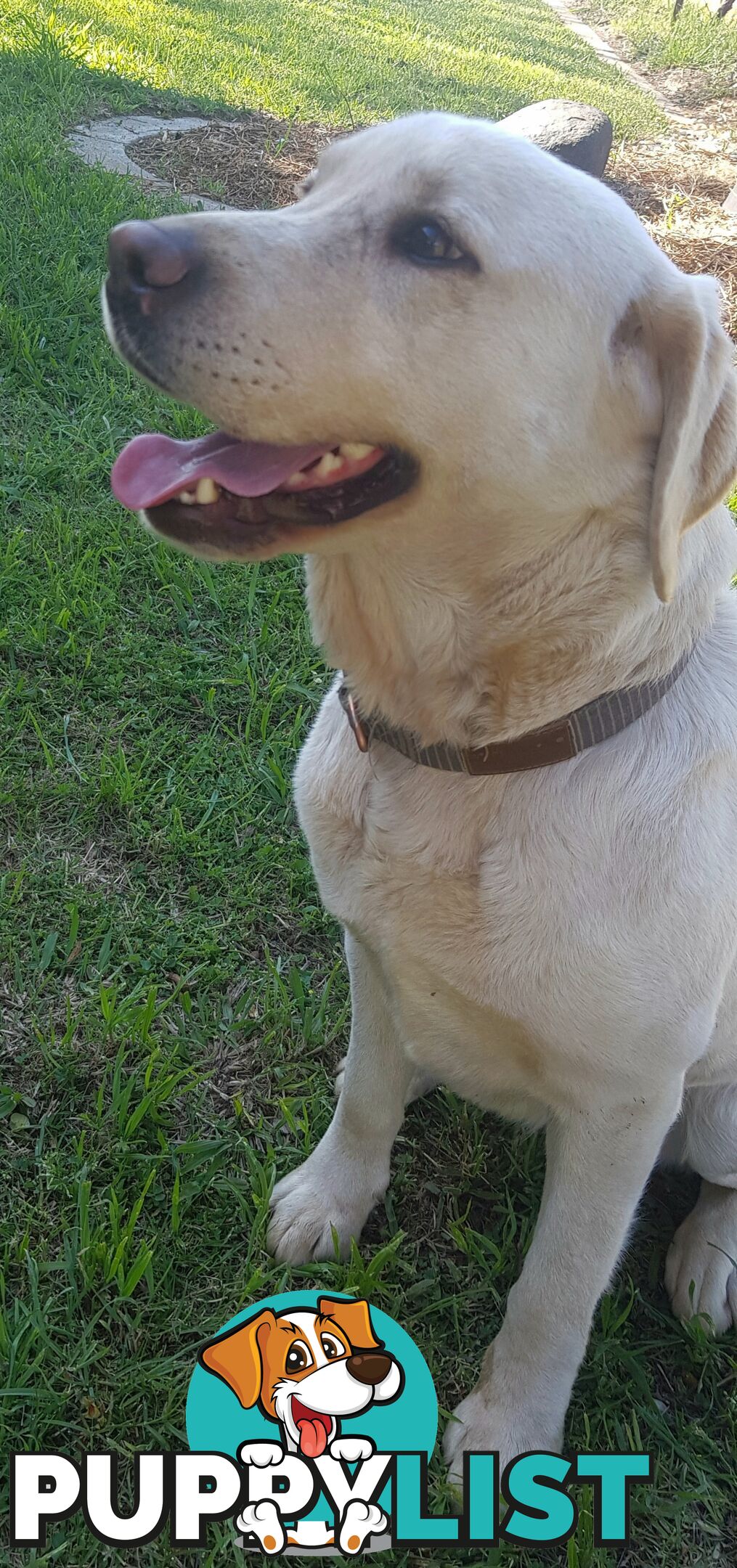 Purebred Labrador Retriever Pups