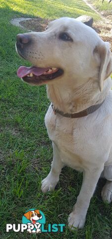 Purebred Labrador Retriever Pups