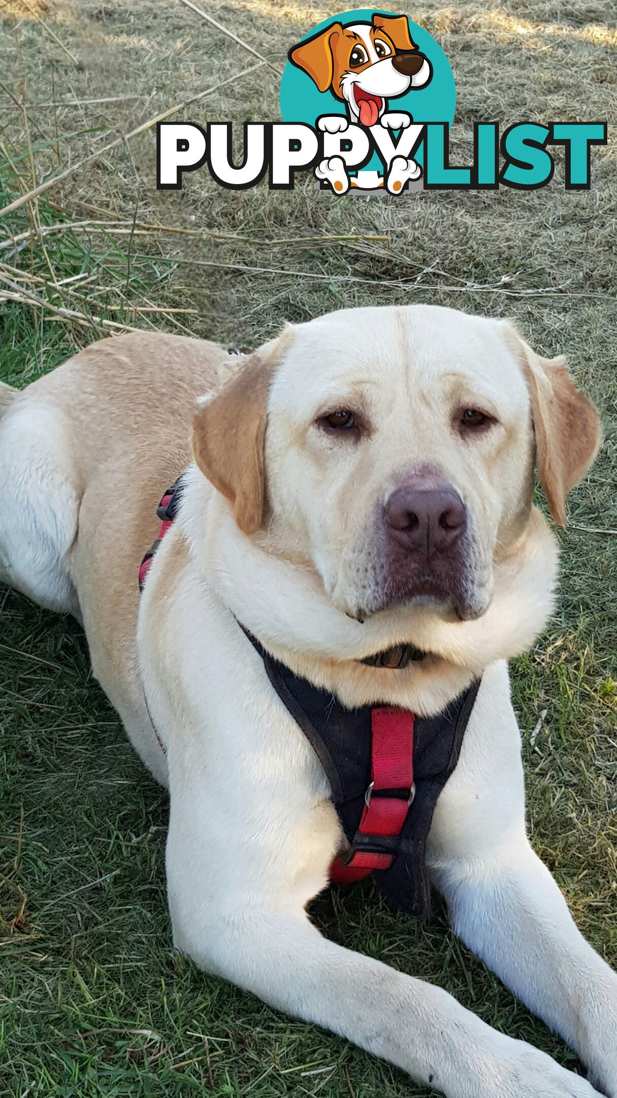 Purebred Labrador Retriever Pups