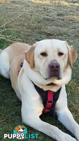 Purebred Labrador Retriever Pups