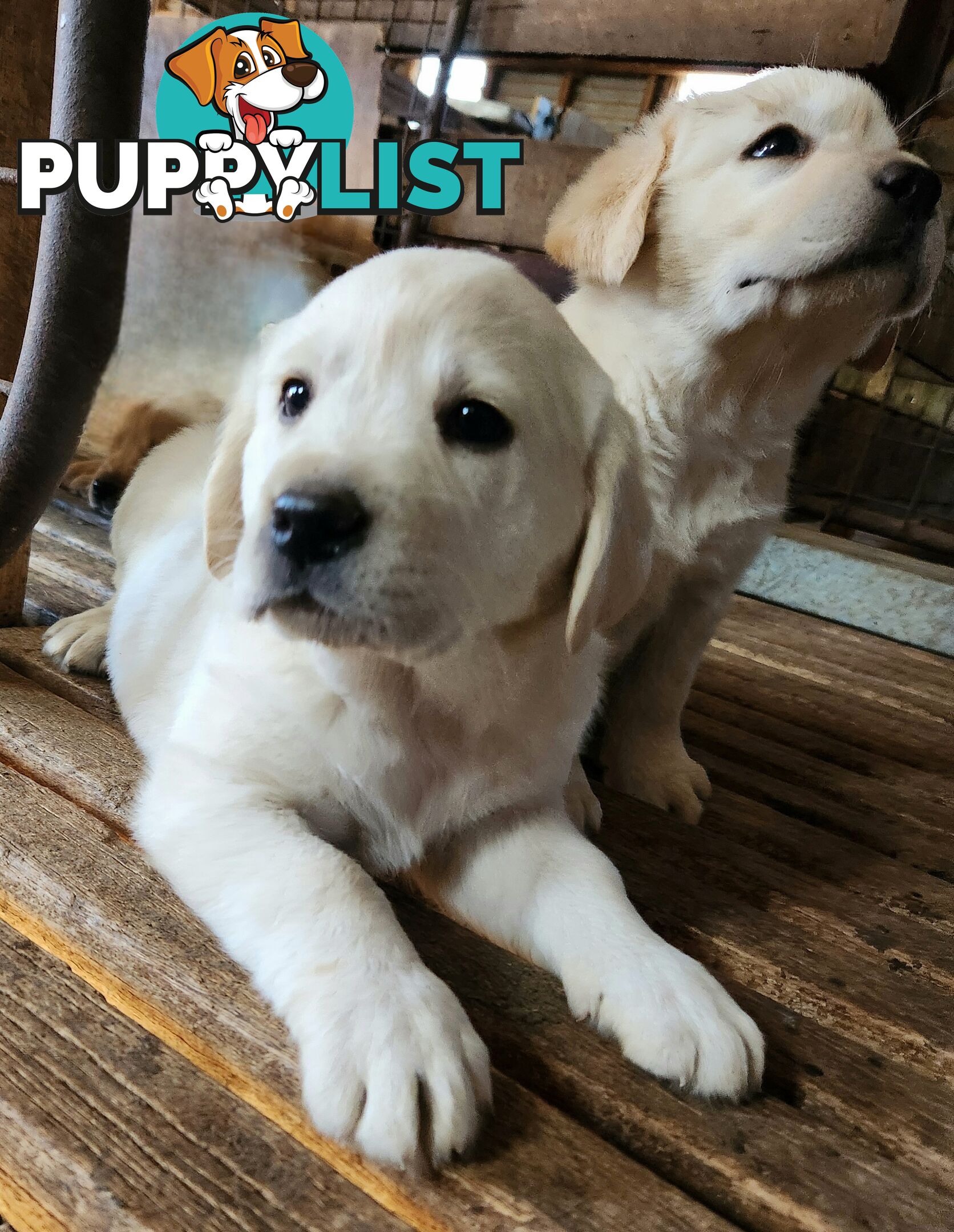 Purebred Labrador Retriever Pups