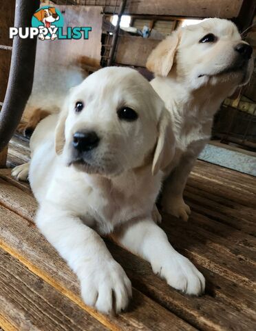 Purebred Labrador Retriever Pups