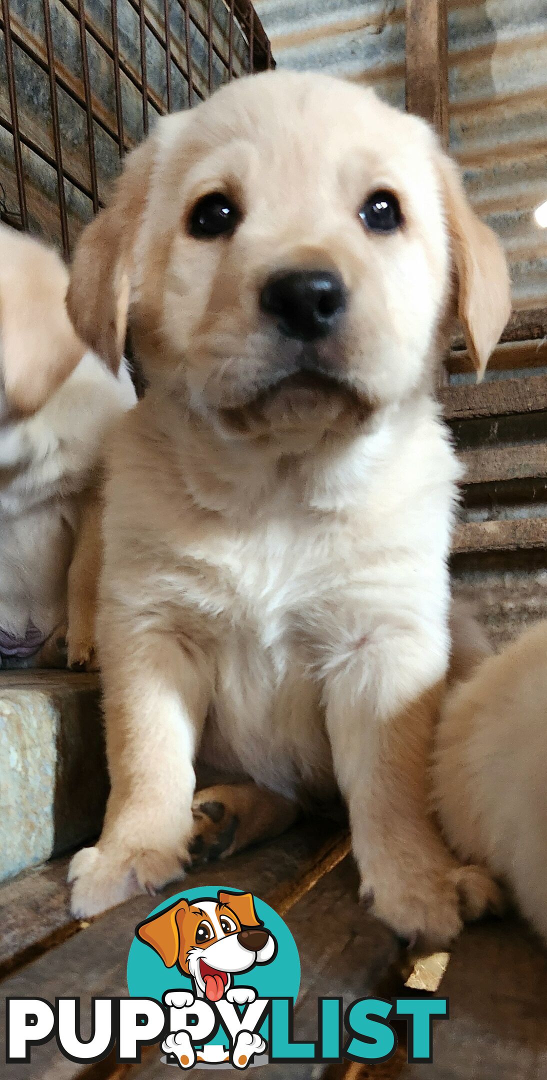 Purebred Labrador Retriever Pups