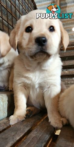 Purebred Labrador Retriever Pups