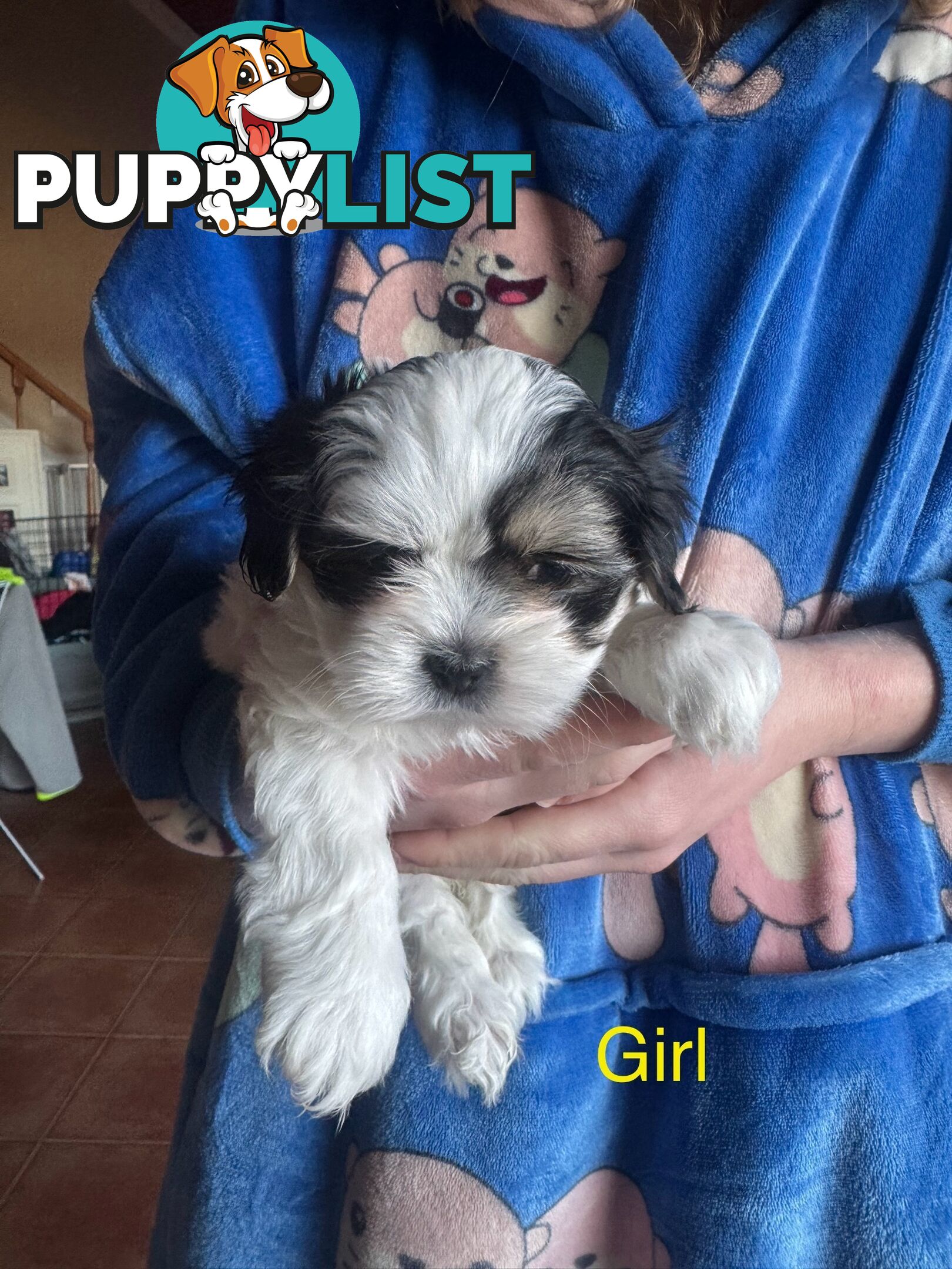 Maltese x Shih Tzu