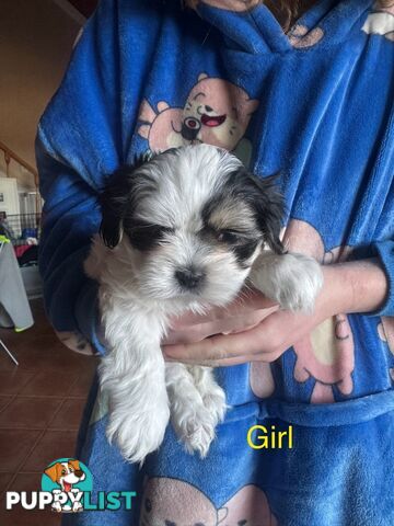 Maltese x Shih Tzu