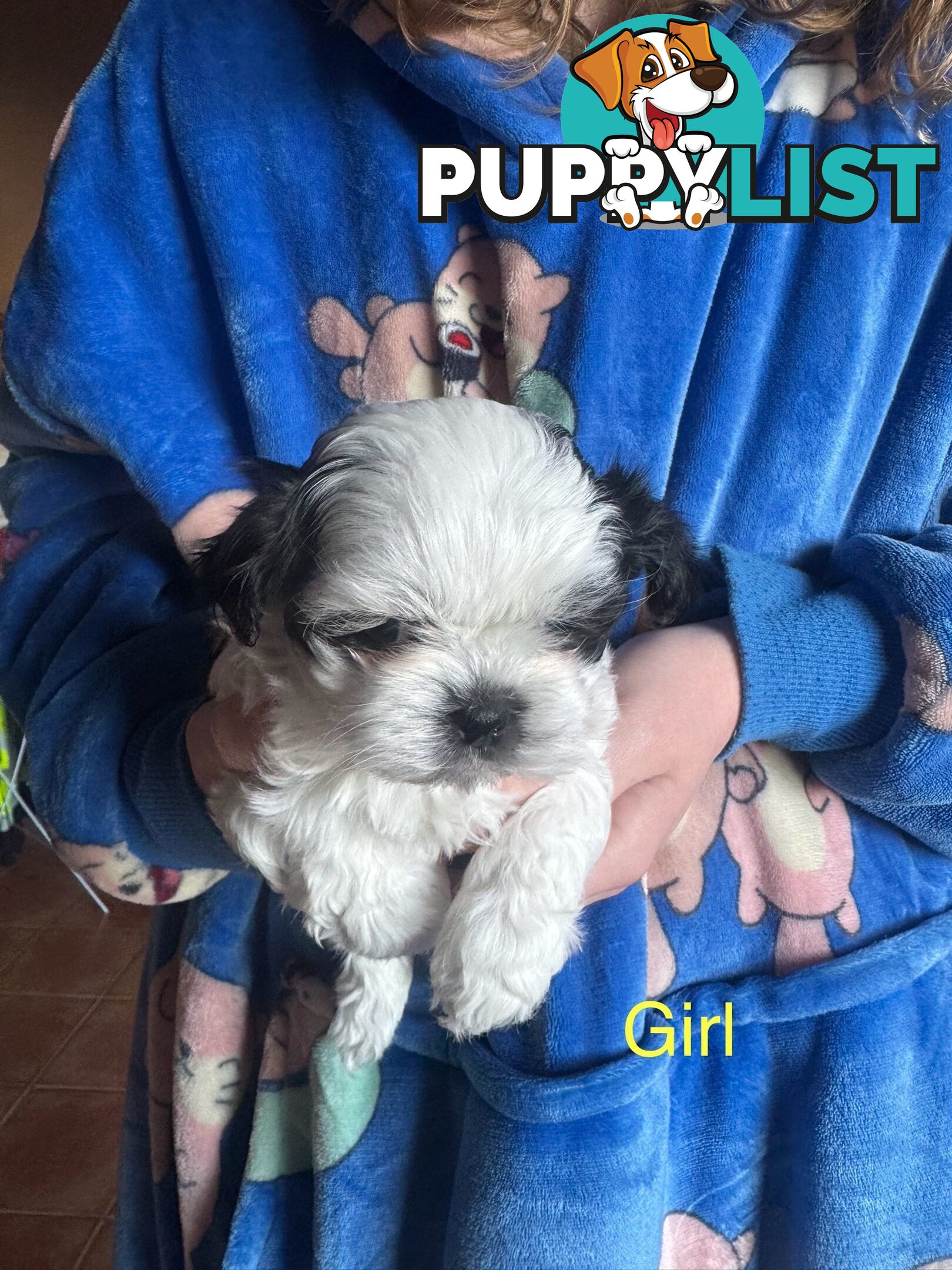 Maltese x Shih Tzu