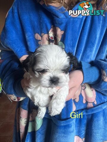 Maltese x Shih Tzu
