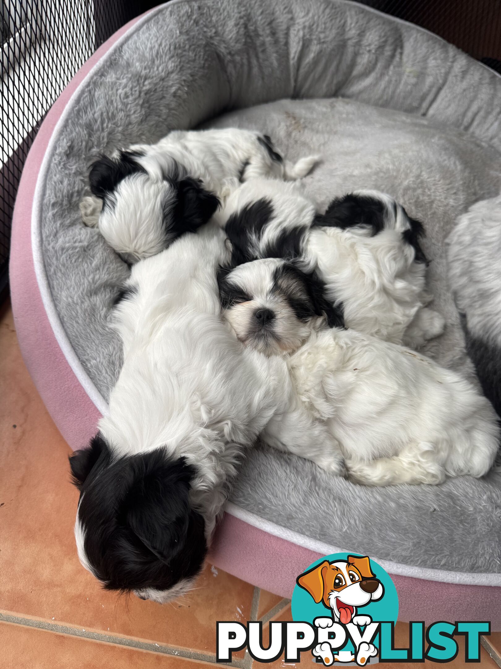 Maltese x Shih Tzu