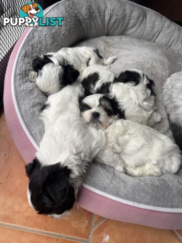 Maltese x Shih Tzu