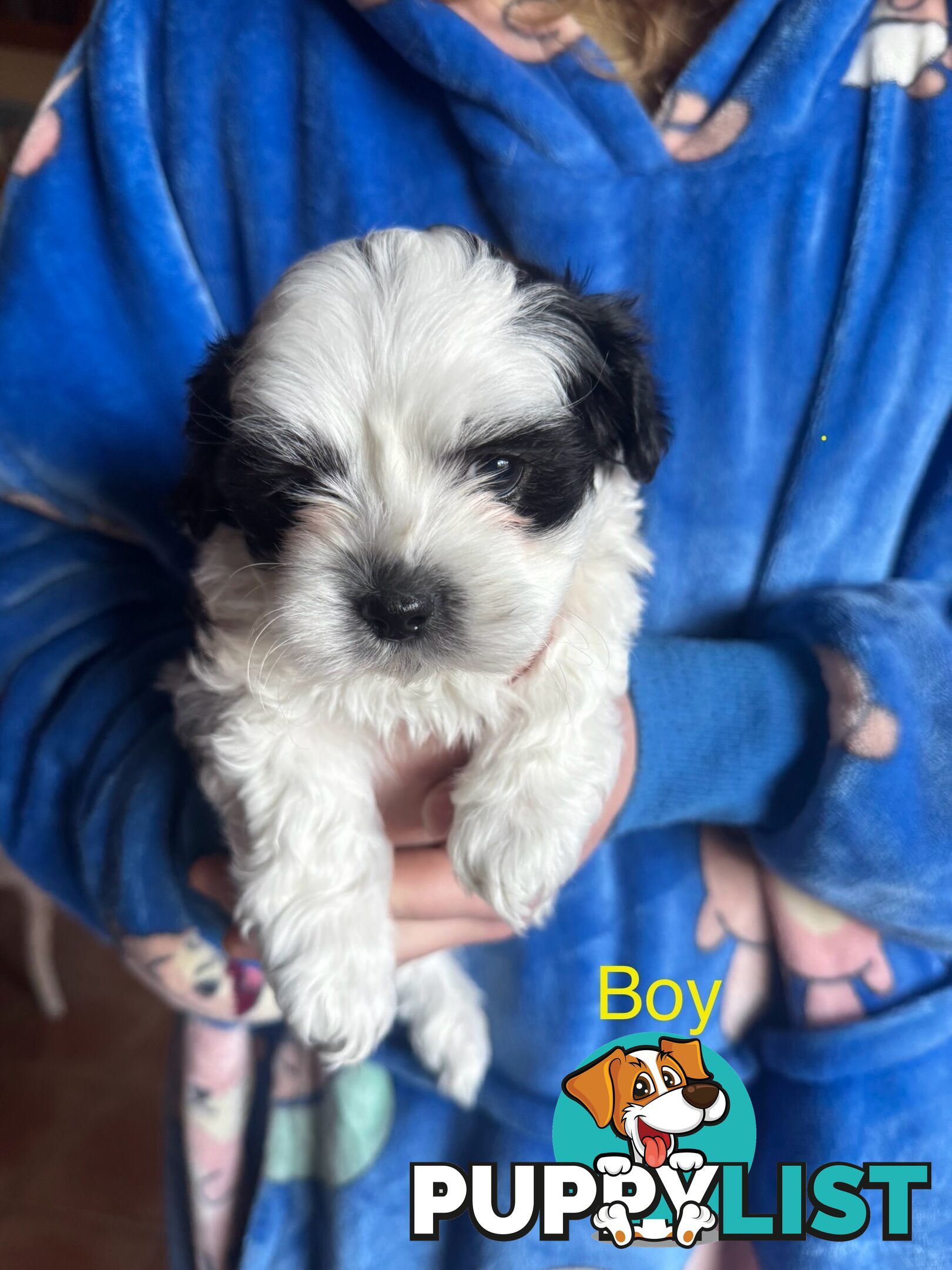 Maltese x Shih Tzu