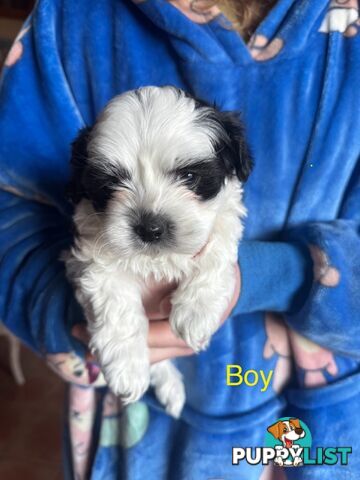 Maltese x Shih Tzu