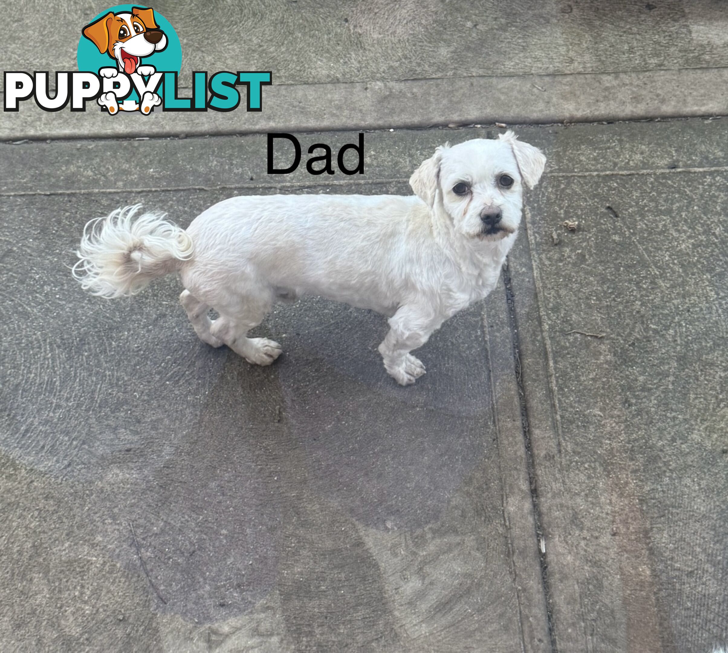 Maltese x Shih Tzu