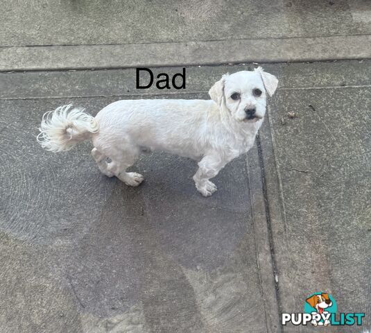 Maltese x Shih Tzu