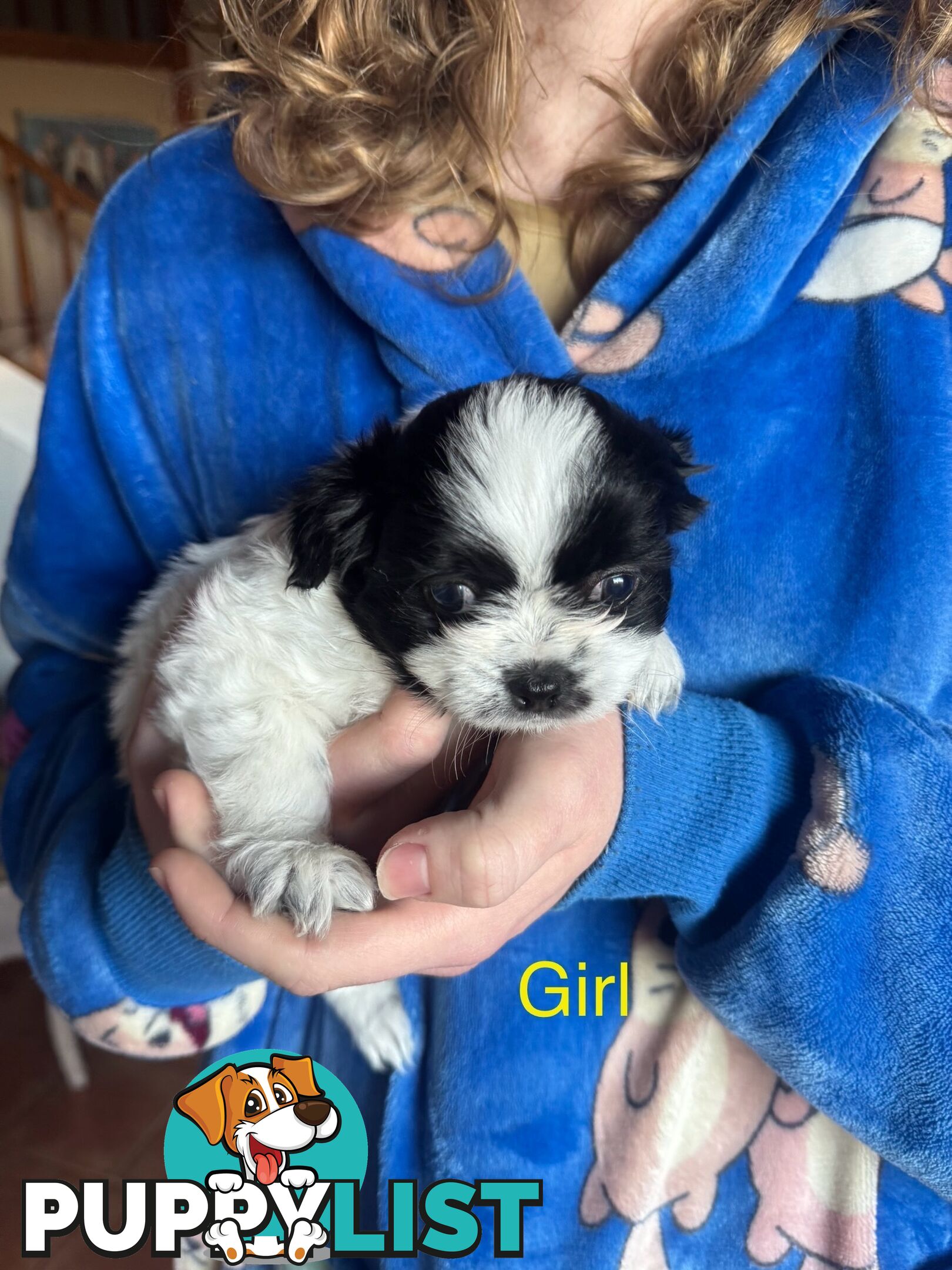 Maltese x Shih Tzu