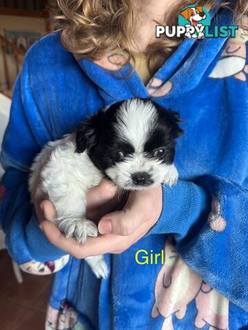 Maltese x Shih Tzu