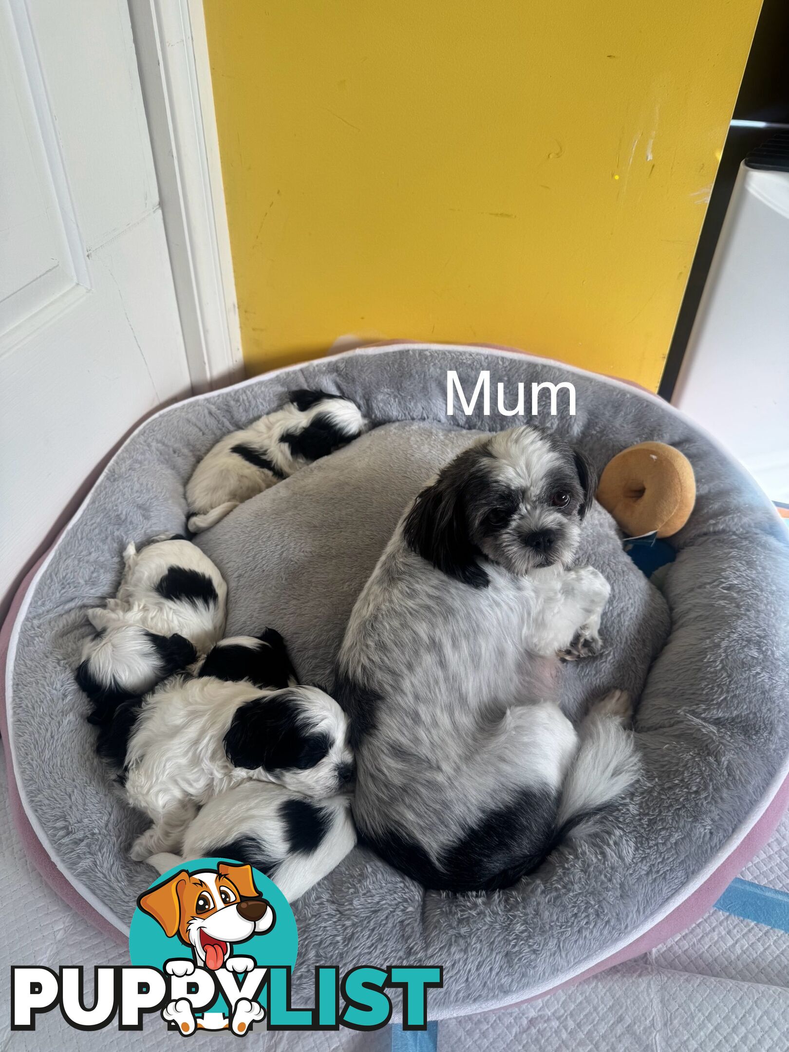 Maltese x Shih Tzu