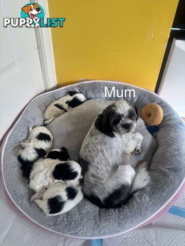 Maltese x Shih Tzu