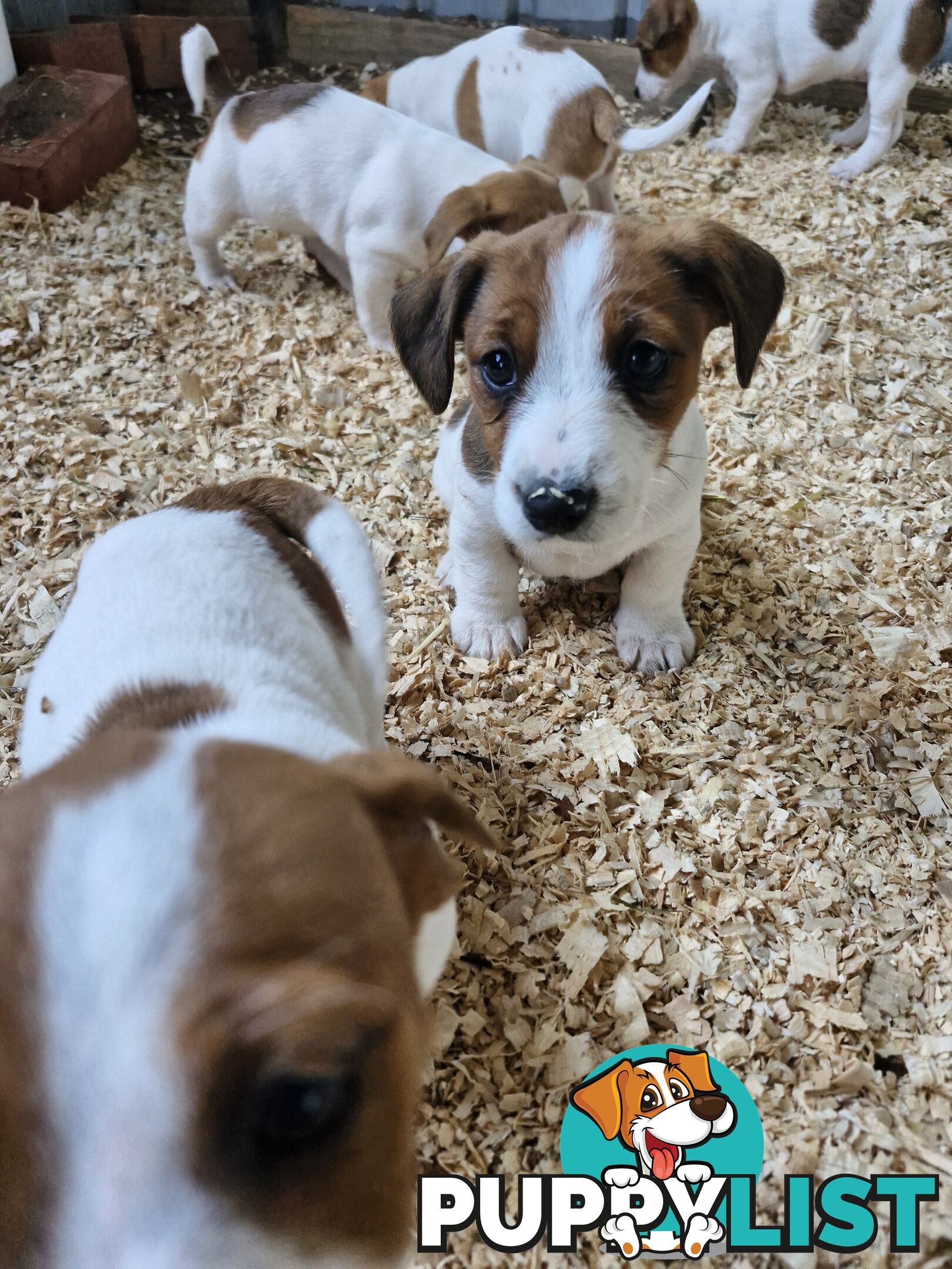 Jack Russell Puppies for Sale!