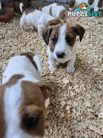 Jack Russell Puppies for Sale!