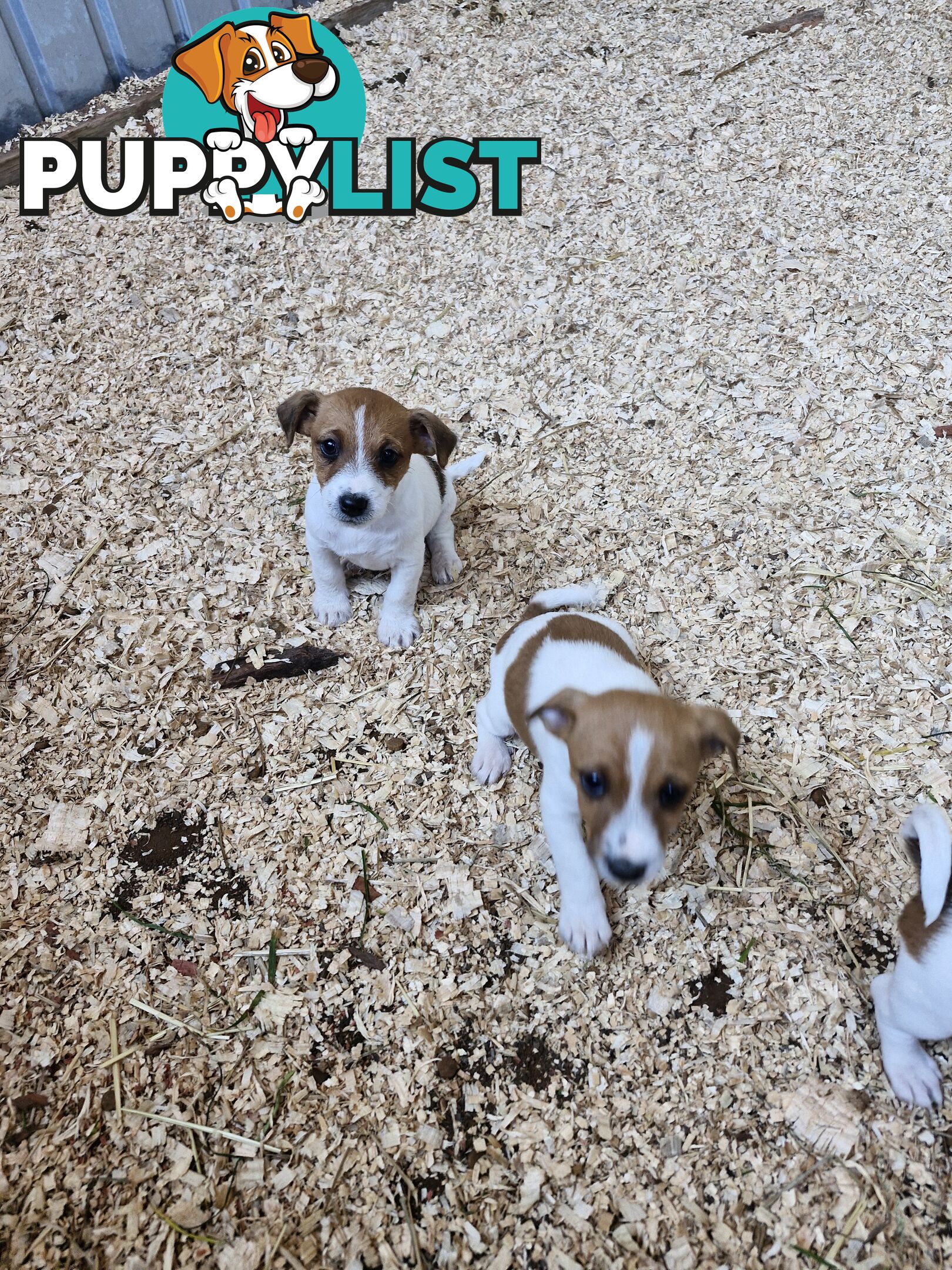 Jack Russell Puppies for Sale!