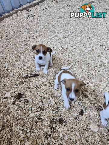 Jack Russell Puppies for Sale!