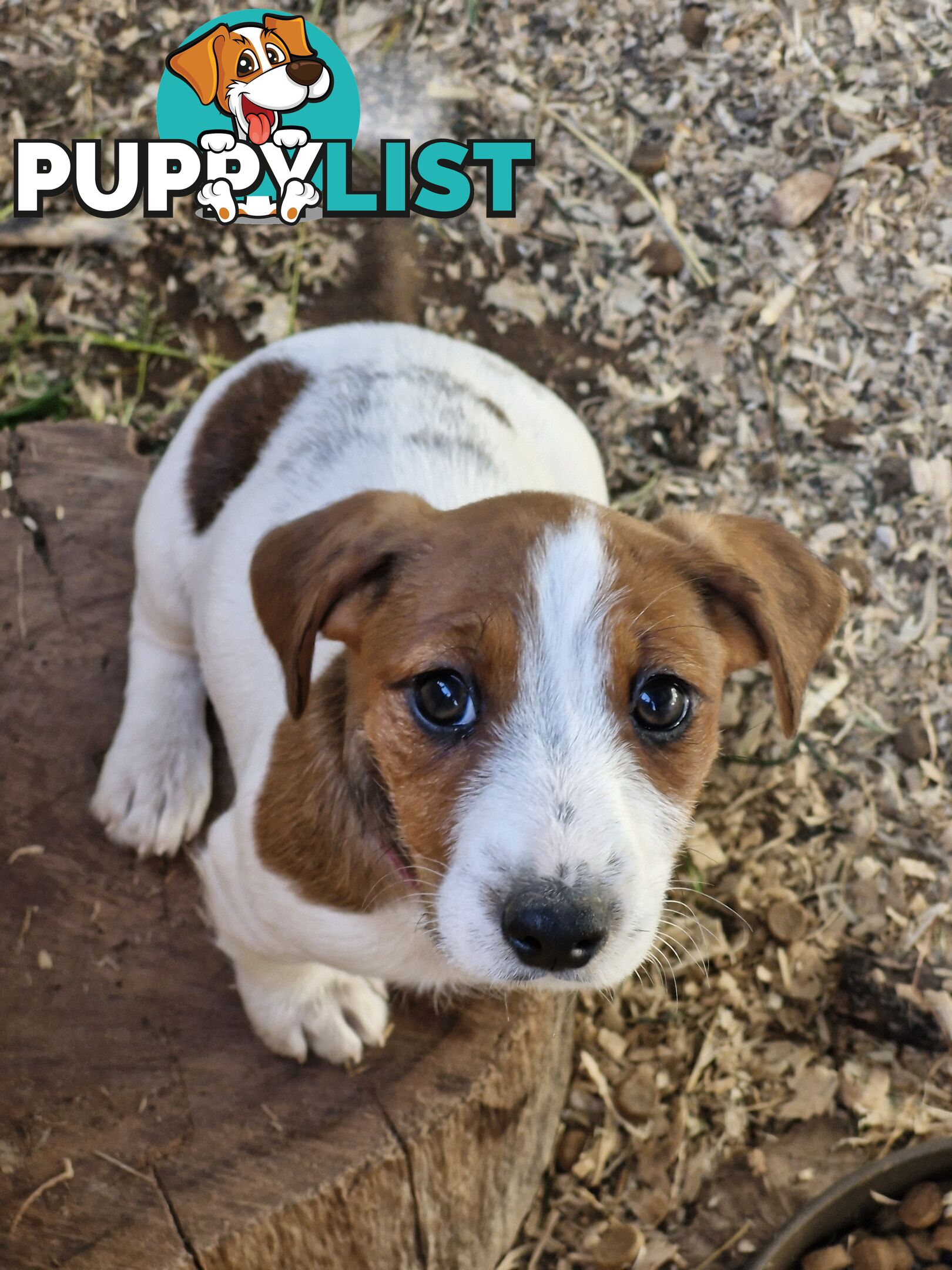 Jack Russell Puppies for Sale!