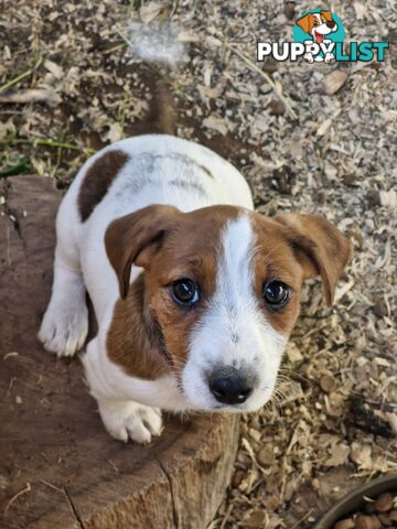 Jack Russell Puppies for Sale!